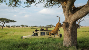 Tanzania Serengeti Safari Truck Tree Lion Jumping Off